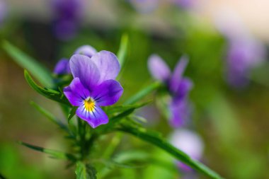 Kadife çiçeği bir güneşli gün açık havada üzerinde yakın çekim çiçek.