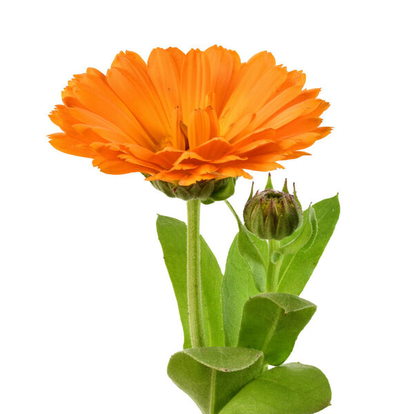 Мокрые цветы календулы закрыть изолированы на белом фоне.