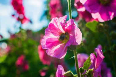 Yeşil yapraklı parlak pembe kırmızı malva çiçekleri bulanık bir arkaplanda.