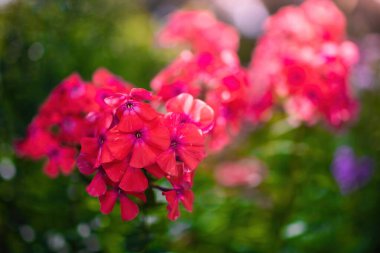 Kırmızı feniks çiçeği yaz bahçesinde kapanıyor