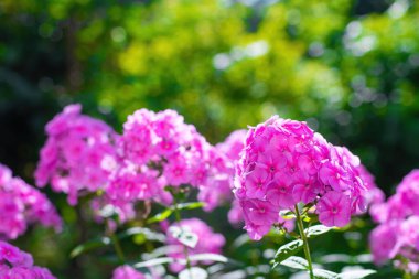 Pembe çiçek yaz bahçesinde kapanıyor