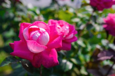 Gül çiçeği, yeşil bulanık arkaplanı kaplar..