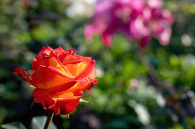 Turuncu gül çiçeği, yeşil bulanık arkaplanı kapatır..