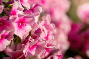 Pembe çiçek yaz bahçesinde kapanıyor