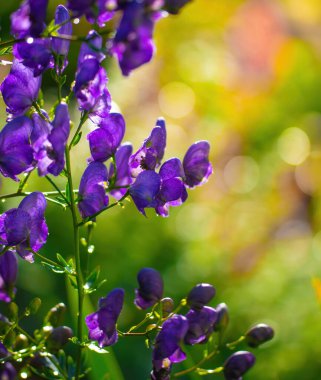 Aconitum, monkshood, Wolf olarak da bilinir..
