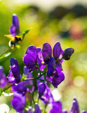 Aconitum, monkshood, Wolf olarak da bilinir..