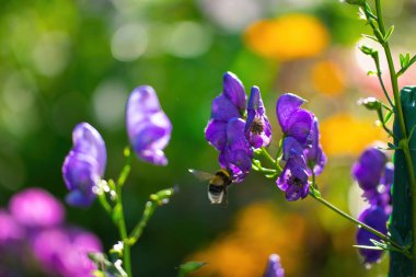 Aconitum, monkshood, Wolf olarak da bilinir..