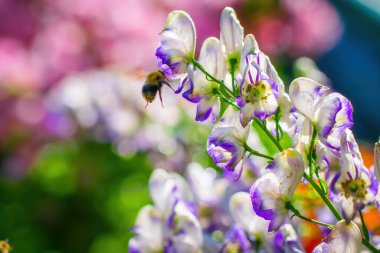 Aconitum, monkshood, Wolf olarak da bilinir..