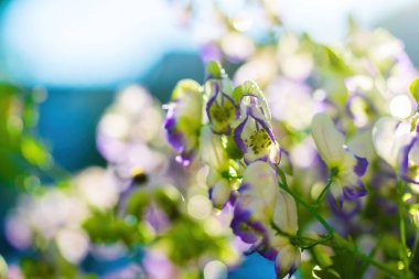 Aconitum, monkshood, Wolf olarak da bilinir..
