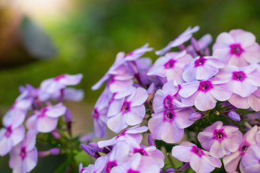 Pembe çiçek yaz bahçesinde kapanıyor