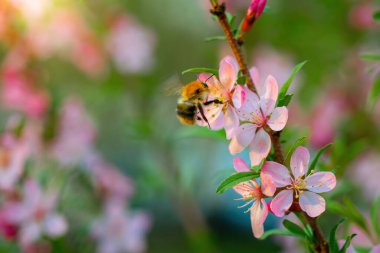 Arı bir bahar günü pembe badem çiçeği nektarı toplar..