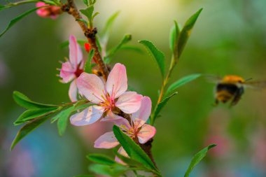 Arı bir bahar günü pembe badem çiçeği nektarı toplar..