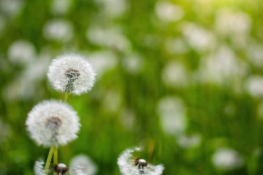Karahindibalar bulanık bir arkaplanı kapatır.