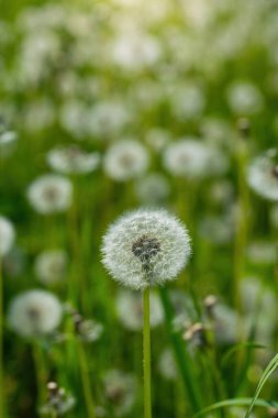 Karahindibalar bulanık bir arkaplanı kapatır.