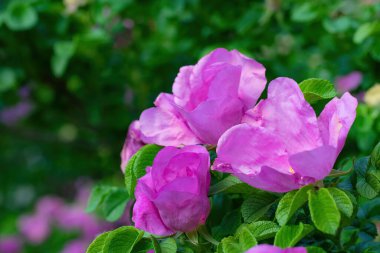 Bulanık bir arka planda çiçek açan pembe yaban gülü bahar günü..