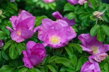 Bulanık bir arka planda çiçek açan pembe yaban gülü bahar günü..