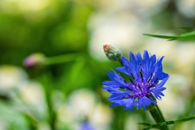 Mavi çiçek, yeşil bulanık arkaplanı kaplar..