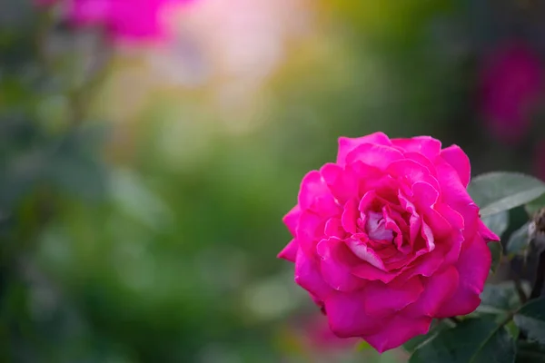 Rosa Flor Cerca Sobre Fondo Borroso Verde — Foto de Stock