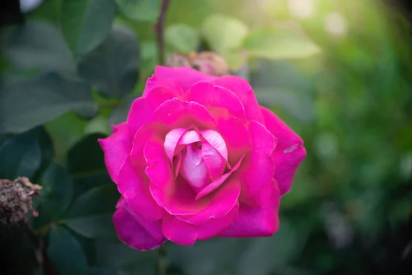 Rose Květina Zblízka Zeleném Rozmazaném Pozadí — Stock fotografie
