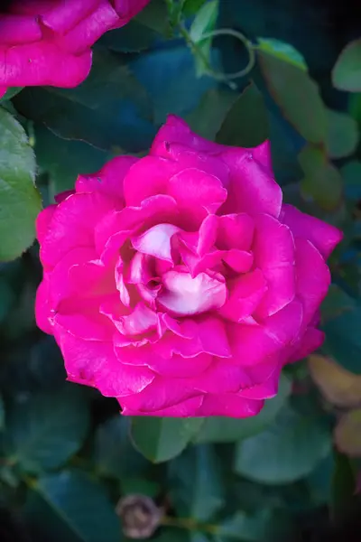 Rosenblüte Aus Nächster Nähe Auf Einem Grün Verschwommenen Hintergrund — Stockfoto