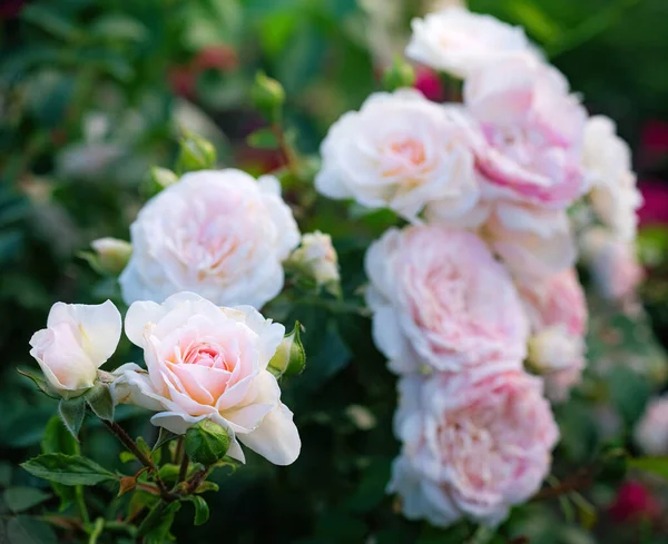 Rózsa Virág Közel Egy Zöld Homályos Háttér — Stock Fotó