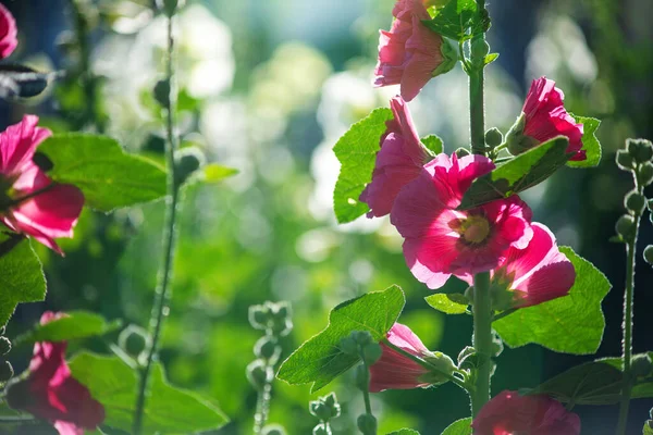 Fleurs Malva Pourpre Rose Vif Avec Des Feuilles Vertes Rapprochées — Photo