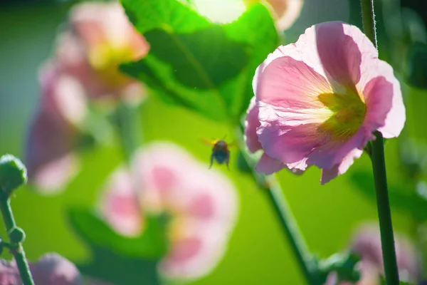 明るいピンクの深紅のマルバの花と緑の葉がぼやけた背景に閉じています — ストック写真