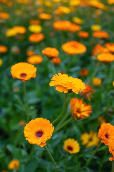 Close Flowers Marigold Outdoors — Stock Photo, Image