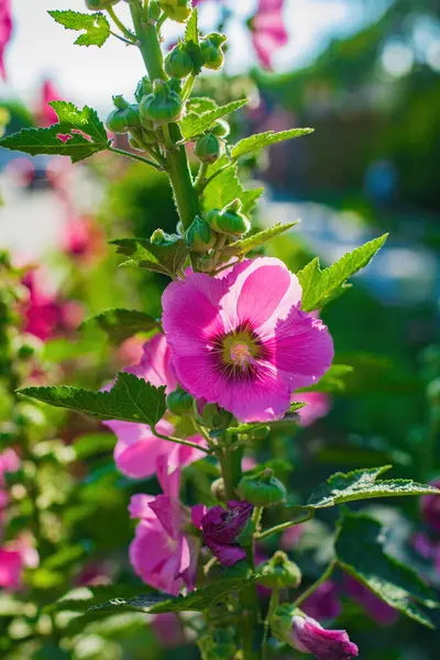 Fleurs Malva Pourpre Rose Vif Avec Des Feuilles Vertes Rapprochées — Photo