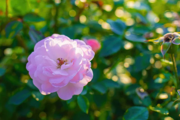 ピンクのバラの花が緑のぼやけた背景で閉じます — ストック写真