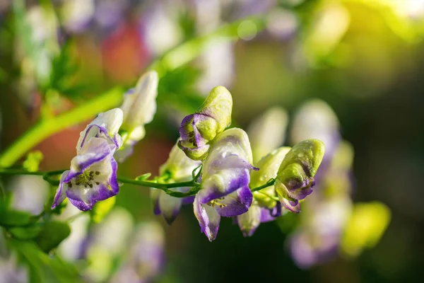 Akonitblume Allgemein Bekannt Als Akonitum Eisenhut Wolf — Stockfoto