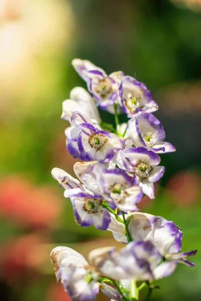 Aconite Flor Vulgarmente Conhecido Como Aconitum Monkshood Lobo — Fotografia de Stock