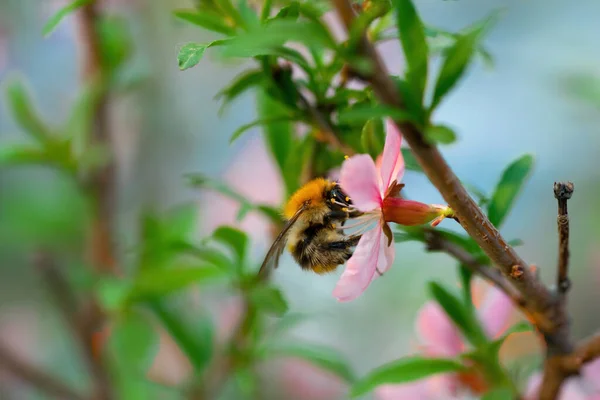 Biene Sammelt Einem Frühlingstag Nektar Aus Rosa Mandelblüten — Stockfoto