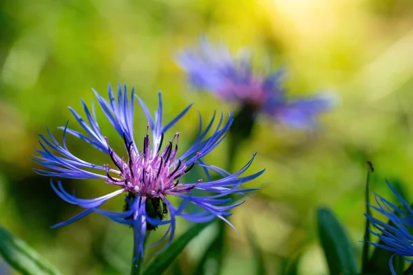 Fiore Fiordaliso Blu Vicino Uno Sfondo Verde Sfocato — Foto Stock