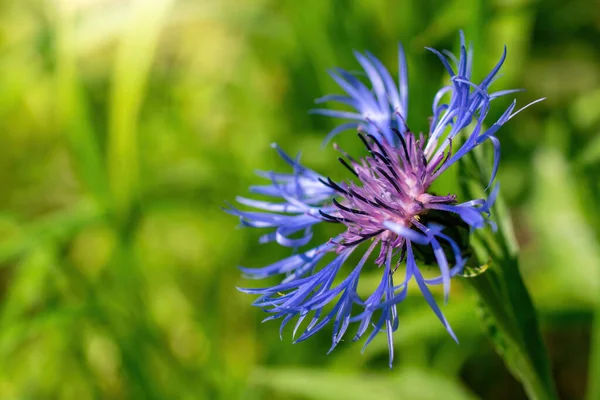 Fiore Fiordaliso Blu Vicino Uno Sfondo Verde Sfocato — Foto Stock