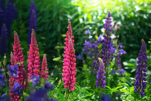 Gros Plan Sur Les Fleurs Lupin Dans Jardin — Photo