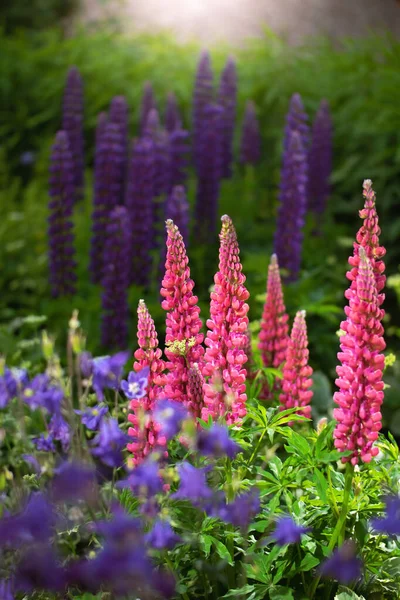 Gros Plan Sur Les Fleurs Lupin Dans Jardin — Photo