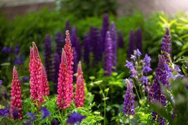 Gros Plan Sur Les Fleurs Lupin Dans Jardin — Photo