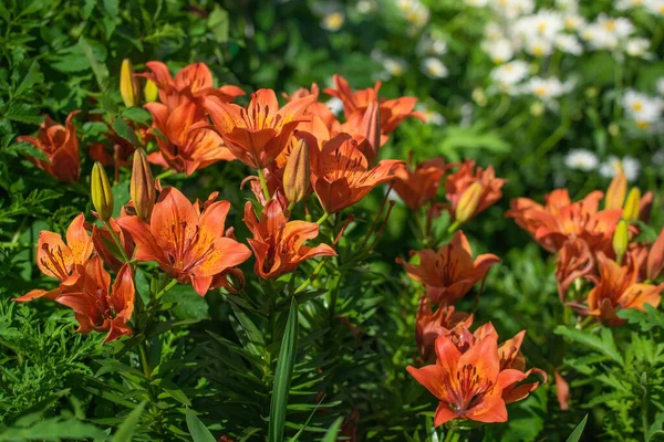 Bela Flor Lírio Laranja Jardim Dia Verão — Fotografia de Stock