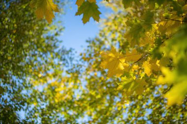 Akçaağaç yapraklı dal çeşitli sonbahar renklerinde kapat