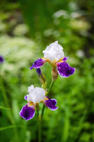 Iris Violeta Floreciente Día Verano Aire Libre Sobre Fondo Borroso — Foto de Stock