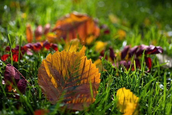 Maple Leaves Various Autumnal Colors Fall Foliage — Stock Photo, Image