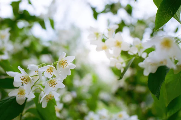 Větvička Bílým Jasmínem Květina Zblízka Jaře Rozmazaném Pozadí — Stock fotografie