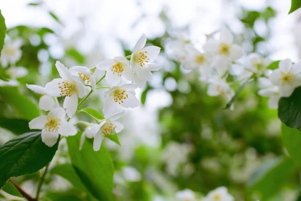 Twig White Jasmine Flower Close Spring Blur Background — Stock Photo, Image