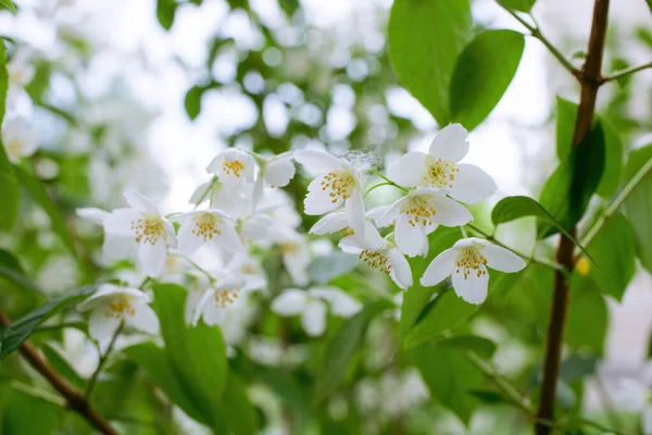 Gally Fehér Jázmin Virág Közelkép Tavasszal Egy Homályos Háttér Stock Kép
