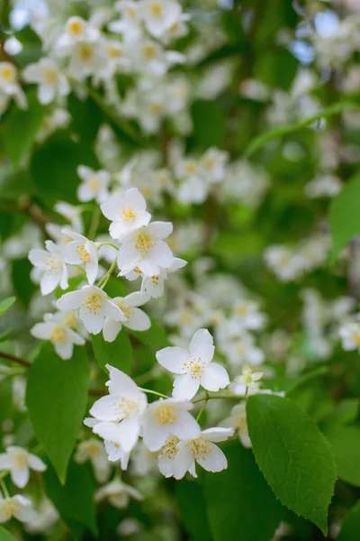 Gally Fehér Jázmin Virág Közelkép Tavasszal Egy Homályos Háttér Stock Kép