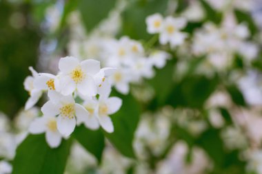 Beyaz yasemin çiçekli dal, baharda bulanık bir arkaplanda yakın plan..