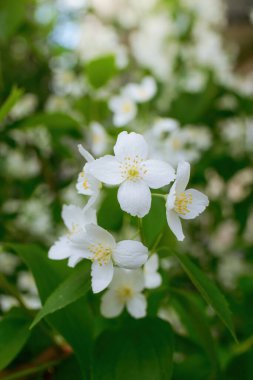 Beyaz yasemin çiçekli dal, baharda bulanık bir arkaplanda yakın plan..