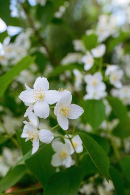 Beyaz yasemin çiçekli dal, baharda bulanık bir arkaplanda yakın plan..