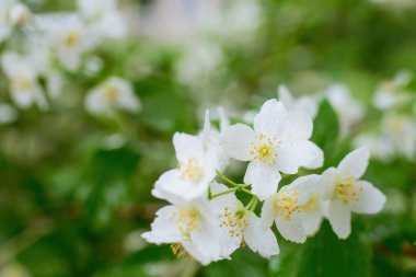 Beyaz yasemin çiçekli dal, baharda bulanık bir arkaplanda yakın plan..